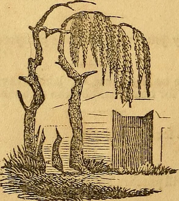 An illustration from Napaleon's oraculum and dreambook, 1839, leaf 73