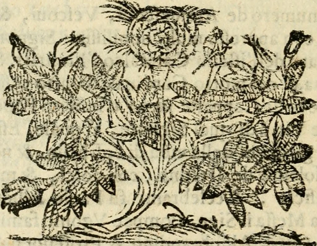 An illustration from Narratione della morte et solenni esseqvie dell'illustriss. et reverendiss. signor cardinale Antonio Maria Salviati : con la dichiaratione dell'apparato funerale fatto gli in Roma dall'illustriss. sig. Lorenzo Salviati suo nipote, nella Chiesa di S. Iacomo in Augusta, dal medesimo cardinale edificata, 1603, leaf 41