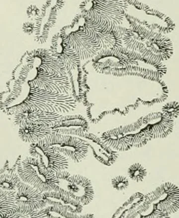 An illustration from Narrative and critical history of America, 1884, leaf 383