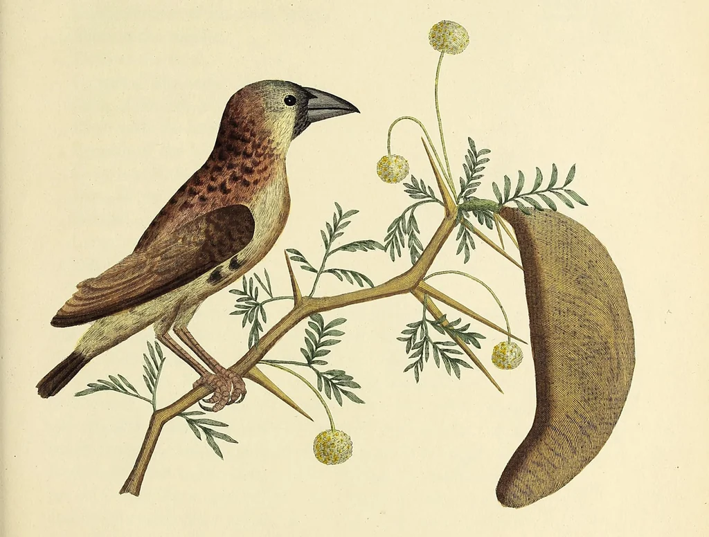 An illustration from A narrative of four journeys into the country of the Hottentots, and Caffraria : in the years one thousand seven hundred and seventy-seven, eight, and nine : illustrated with a map, and seventeen copper-plates, 1789, leaf 175