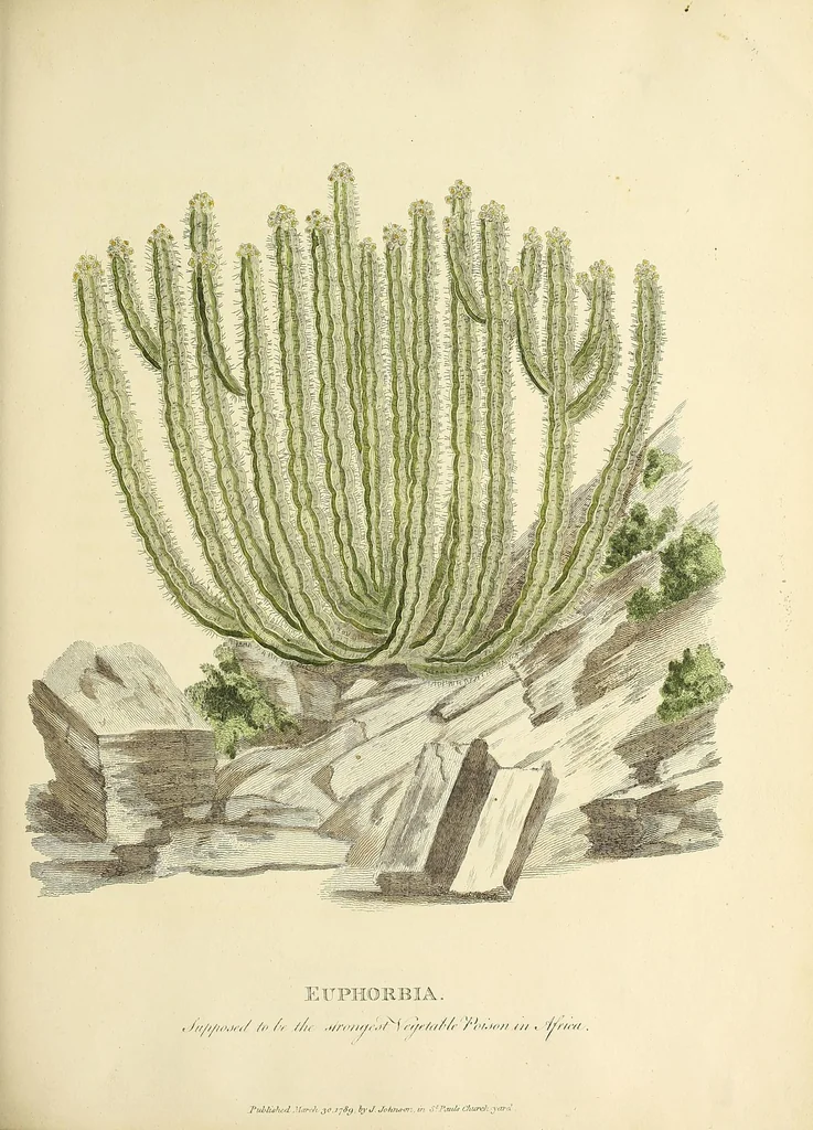 An illustration from A narrative of four journeys into the country of the Hottentots, and Caffraria : in the years one thousand seven hundred and seventy-seven, eight, and nine : illustrated with a map, and seventeen copper-plates, 1789, leaf 93