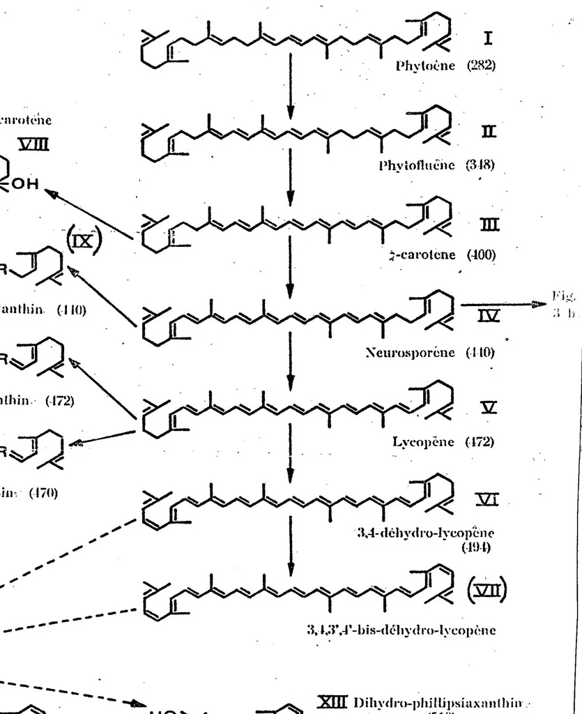 An illustration from THE CAROTENOIDS OF SOME BASIDIOMYCETES: A CHEMIOTAXIONOMIC SURVEY, 1973, leaf 9