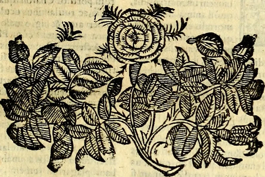 An illustration from Natalis Comitis Mythologiae sive Explicationis fabvlarvm libri decem, in qvibvs omnia prope natvralis et moralis philosophiæ dogmata in veterum fabulis contenta fuisse perspicuè demonstratur, 1616, leaf 142