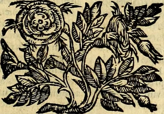 An illustration from Natalis Comitis Mythologiae sive Explicationis fabvlarvm libri decem, in qvibvs omnia prope natvralis et moralis philosophiæ dogmata in veterum fabulis contenta fuisse perspicuè demonstratur, 1616, leaf 196