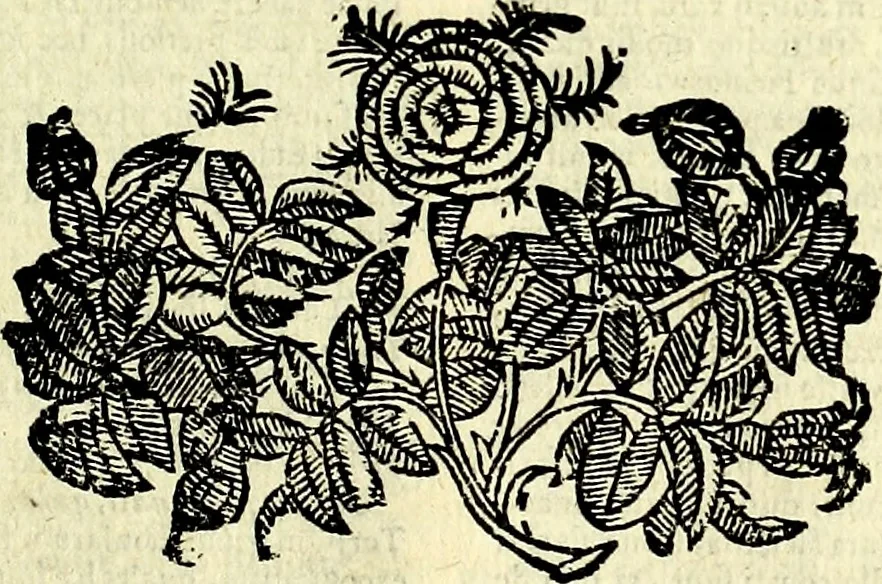 An illustration from Natalis Comitis Mythologiae sive Explicationis fabvlarvm libri decem, in qvibvs omnia prope natvralis et moralis philosophiæ dogmata in veterum fabulis contenta fuisse perspicuè demonstratur, 1616, leaf 668