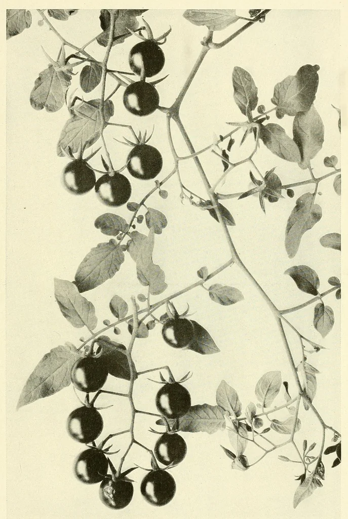 An illustration from The National geographic magazine, 1888, leaf 545
