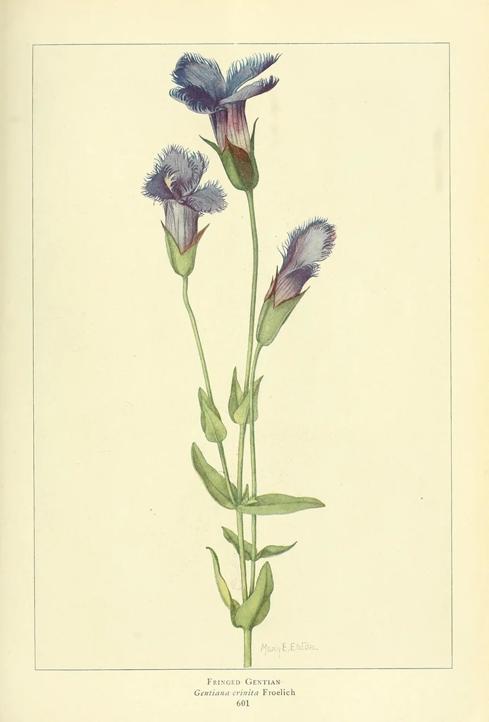 An illustration from The National geographic magazine, 1888, leaf 613