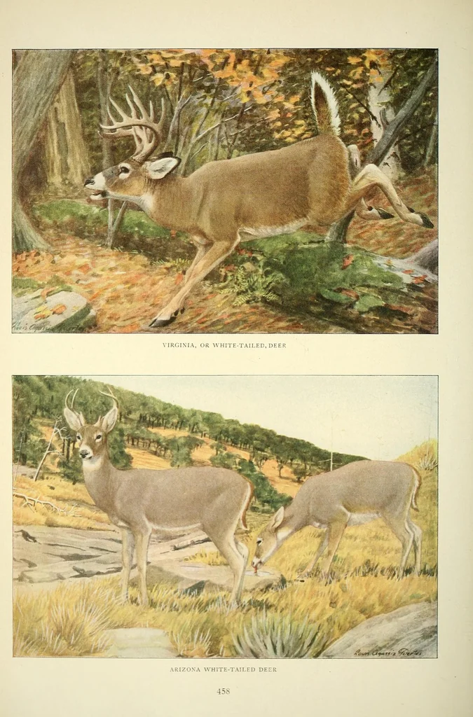 An illustration from The National geographic magazine, 1888, leaf 460