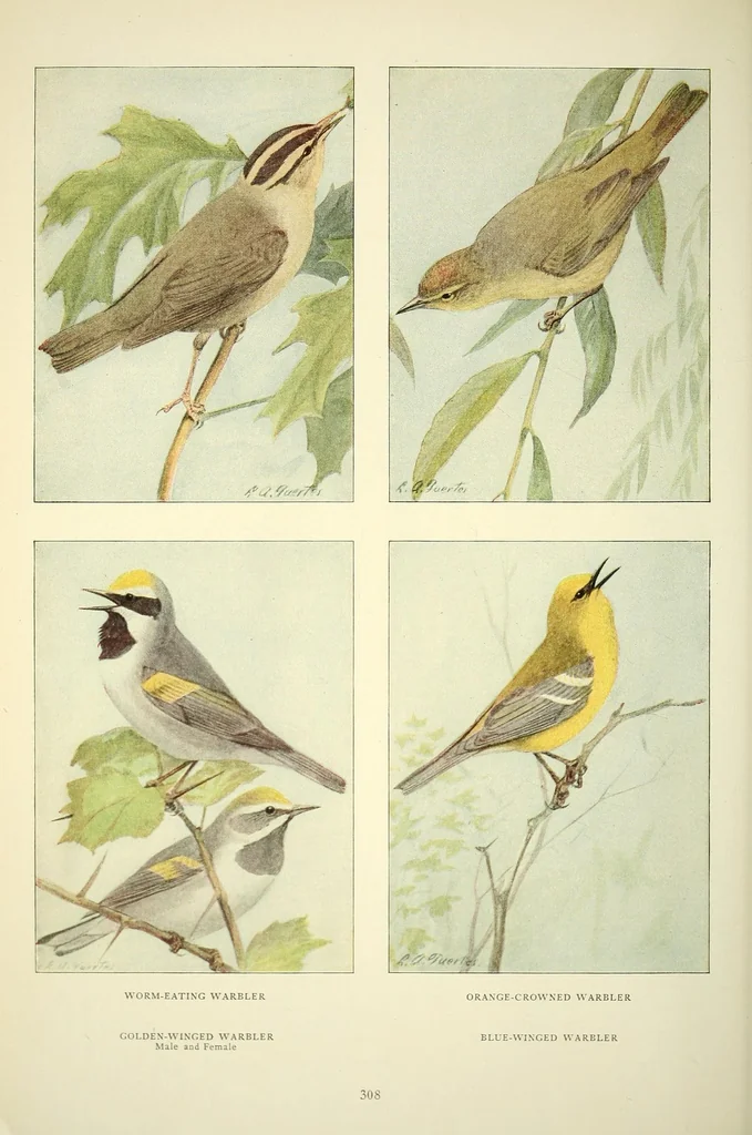 An illustration from The National geographic magazine, 1888, leaf 330