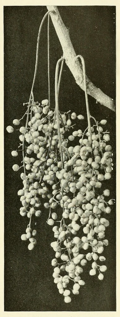 An illustration from The National geographic magazine, 1888, leaf 203