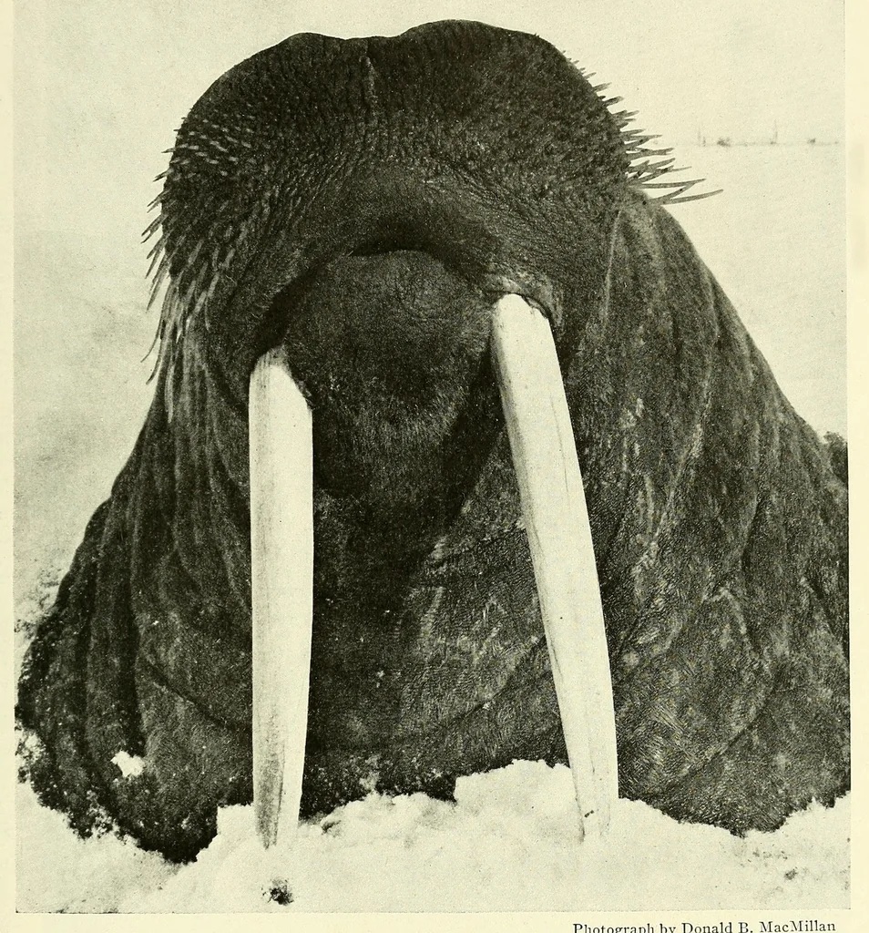 An illustration from The National geographic magazine, 1888, leaf 343