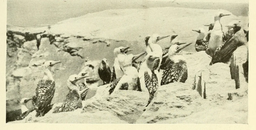 An illustration from The National geographic magazine, 1888, leaf 575
