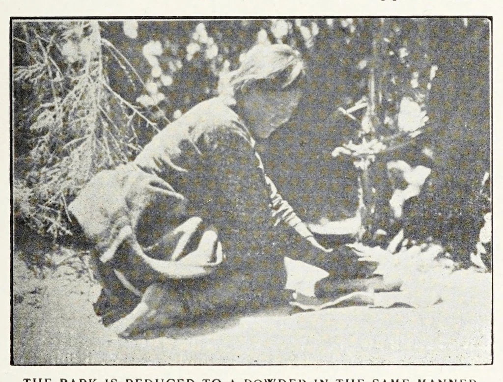 An illustration from Native Navajo dyes, 1903, leaf 11