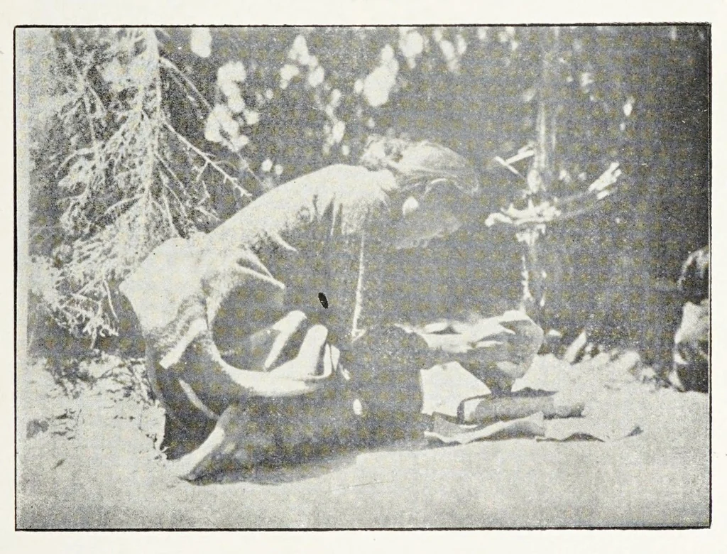 An illustration from Native Navajo dyes, 1903, leaf 9