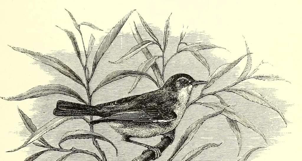 An illustration from Natural history and antiquities of Selborne, 1875, leaf 111