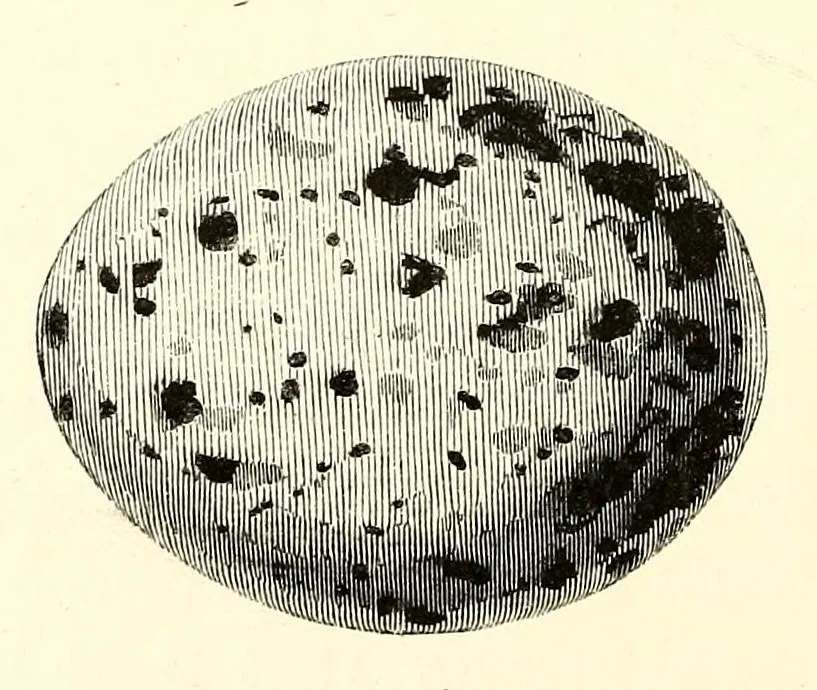 An illustration from Natural history and antiquities of Selborne, 1875, leaf 134