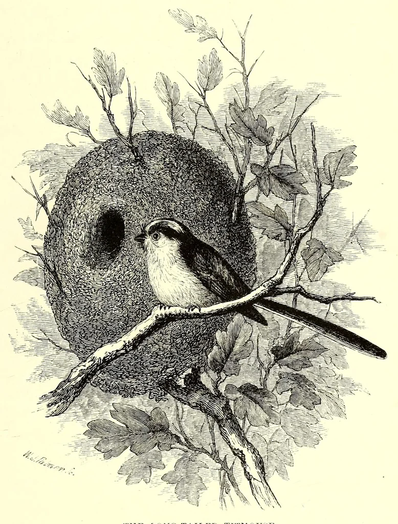 An illustration from Natural history and antiquities of Selborne, 1875, leaf 219