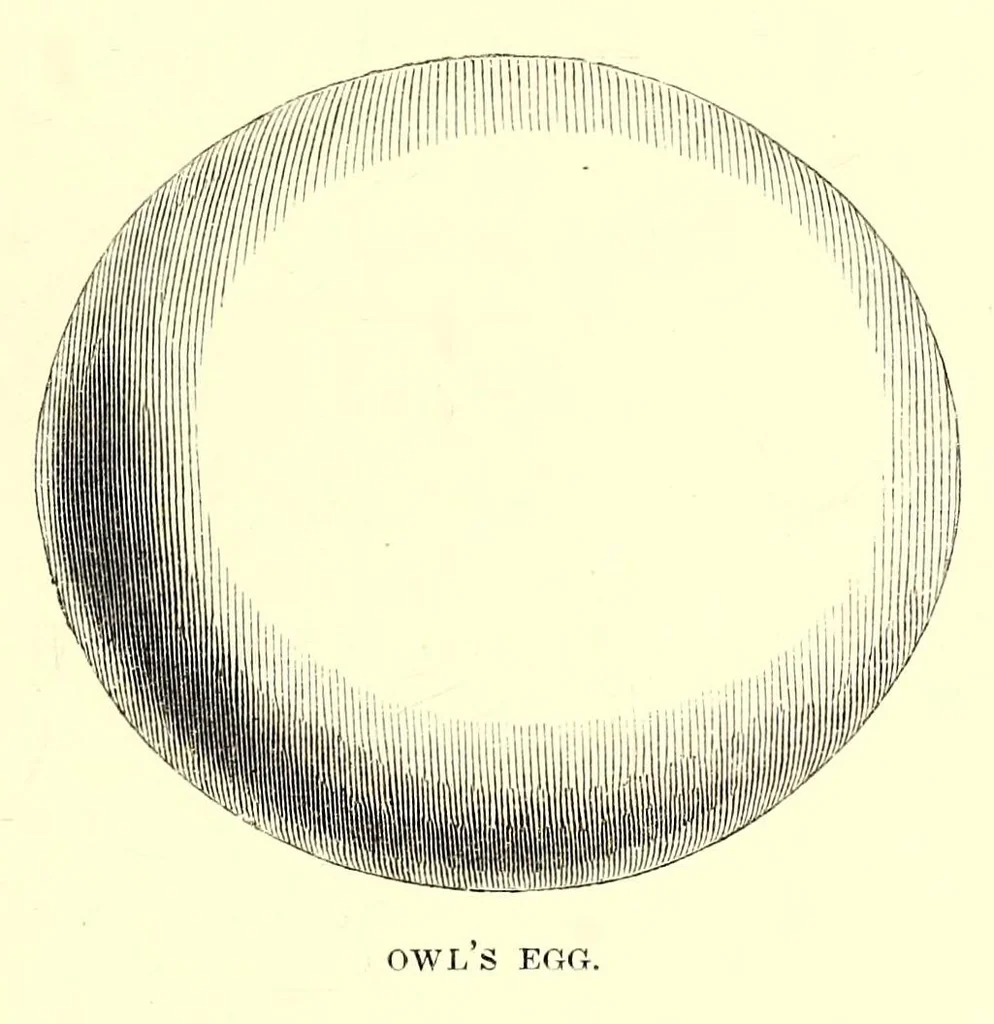 An illustration from Natural history and antiquities of Selborne, 1875, leaf 281