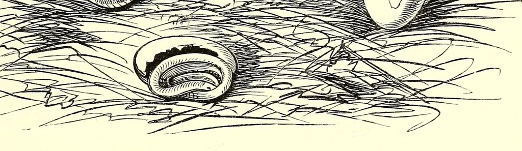 An illustration from Natural history and antiquities of Selborne, 1875, leaf 409