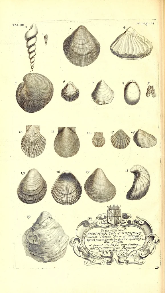 An illustration from The natural history of Oxford-shire : being an essay toward the natural history of England, 1677, leaf 138