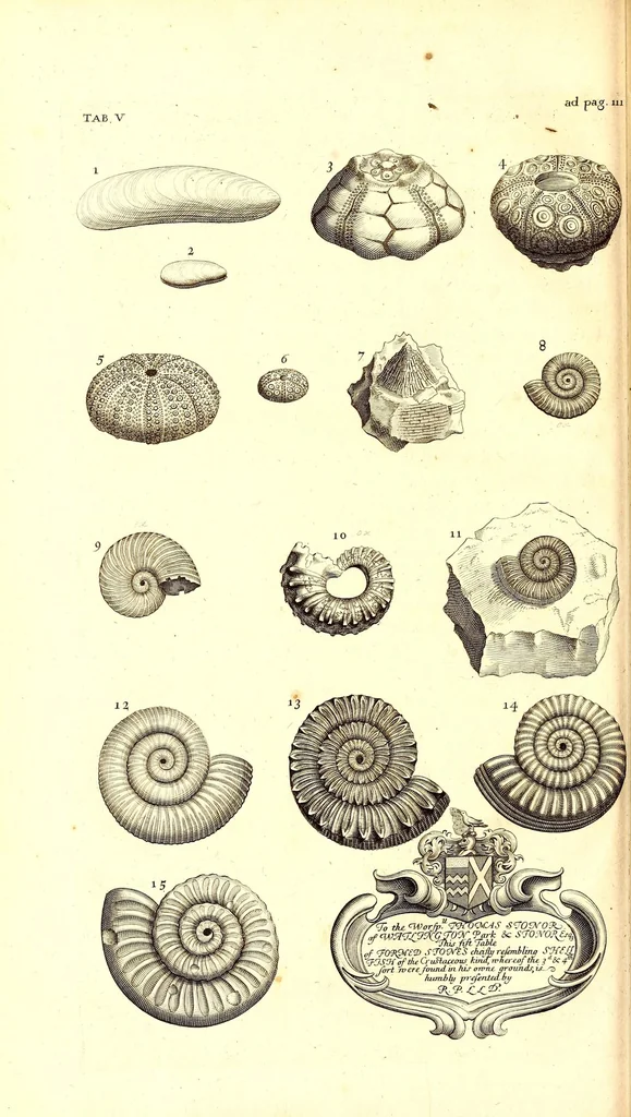 An illustration from The natural history of Oxford-shire : being an essay toward the natural history of England, 1677, leaf 146