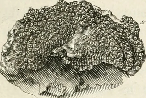 An illustration from The natural history of Oxford-shire : being an essay toward the natural history of England, 1677, leaf 116
