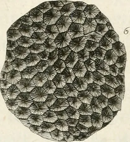 An illustration from The natural history of Oxford-shire : being an essay toward the natural history of England, 1677, leaf 116