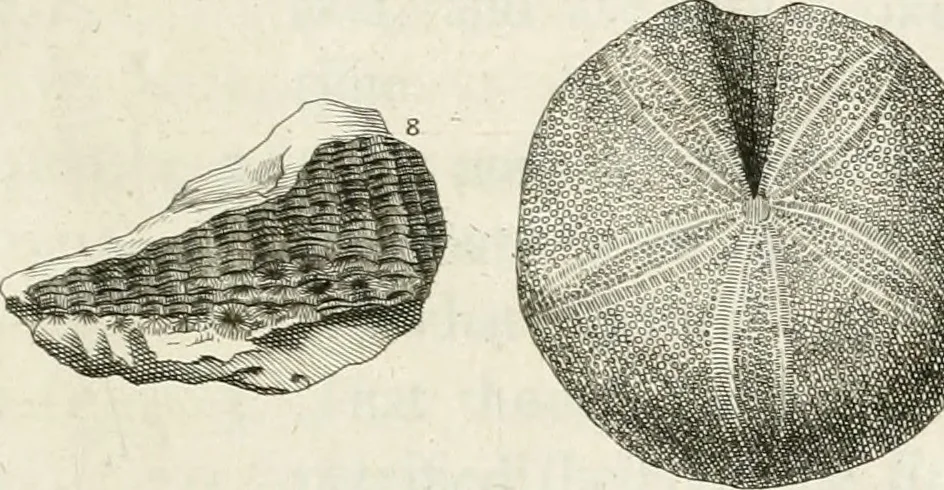 An illustration from The natural history of Oxford-shire : being an essay toward the natural history of England, 1677, leaf 116