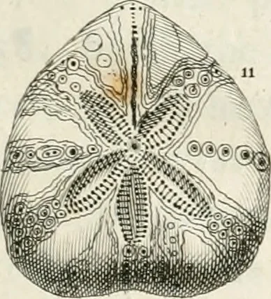 An illustration from The natural history of Oxford-shire : being an essay toward the natural history of England, 1677, leaf 116
