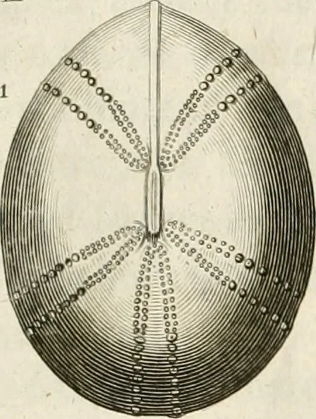 An illustration from The natural history of Oxford-shire : being an essay toward the natural history of England, 1677, leaf 126