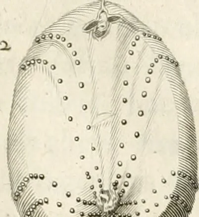 An illustration from The natural history of Oxford-shire : being an essay toward the natural history of England, 1677, leaf 126