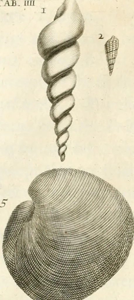 An illustration from The natural history of Oxford-shire : being an essay toward the natural history of England, 1677, leaf 133