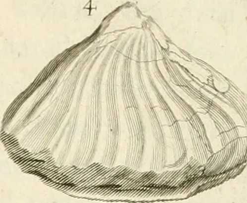 An illustration from The natural history of Oxford-shire : being an essay toward the natural history of England, 1677, leaf 133