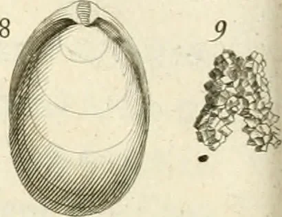 An illustration from The natural history of Oxford-shire : being an essay toward the natural history of England, 1677, leaf 133