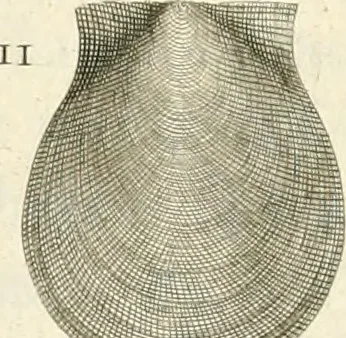 An illustration from The natural history of Oxford-shire : being an essay toward the natural history of England, 1677, leaf 133