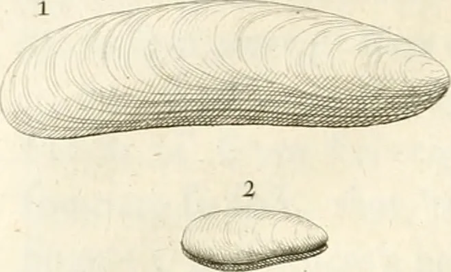 An illustration from The natural history of Oxford-shire : being an essay toward the natural history of England, 1677, leaf 141