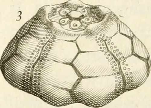 An illustration from The natural history of Oxford-shire : being an essay toward the natural history of England, 1677, leaf 141