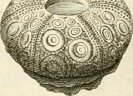An illustration from The natural history of Oxford-shire : being an essay toward the natural history of England, 1677, leaf 141