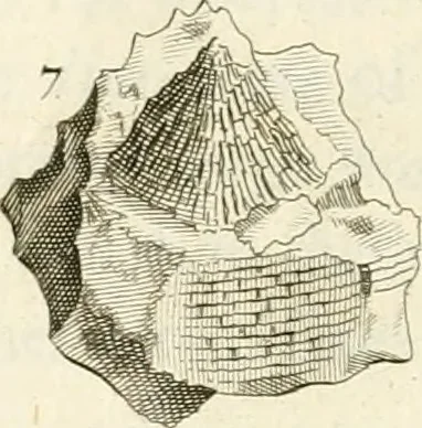 An illustration from The natural history of Oxford-shire : being an essay toward the natural history of England, 1677, leaf 141