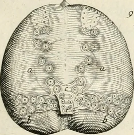 An illustration from The natural history of Oxford-shire : being an essay toward the natural history of England, 1677, leaf 164