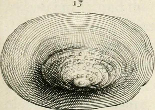 An illustration from The natural history of Oxford-shire : being an essay toward the natural history of England, 1677, leaf 164