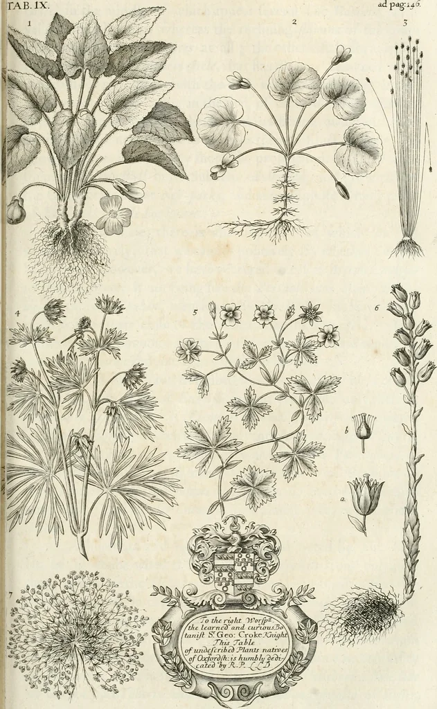 An illustration from The natural history of Oxford-shire : being an essay toward the natural history of England, 1677, leaf 184