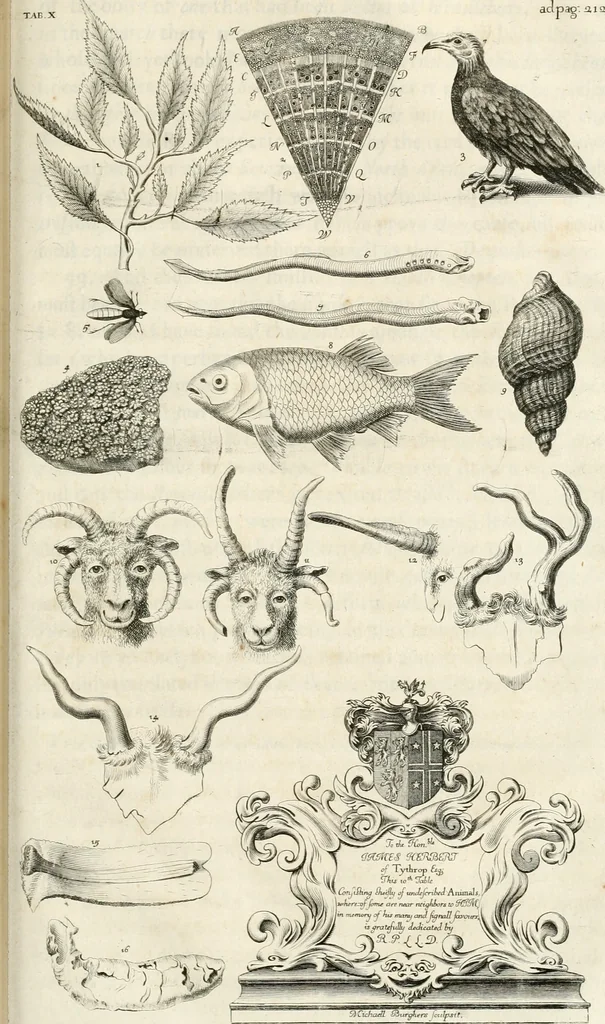 An illustration from The natural history of Oxford-shire : being an essay toward the natural history of England, 1677, leaf 252