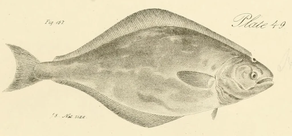 An illustration from Natural history of New York, 1842, leaf 159