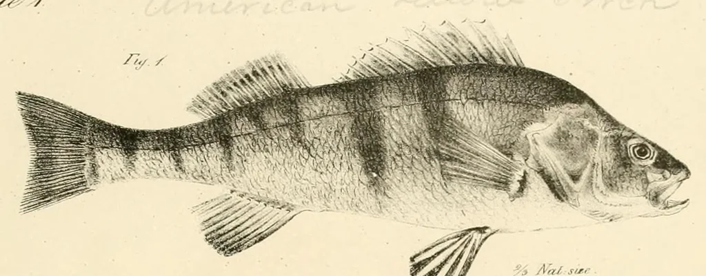 An illustration from Natural history of New York, 1842, leaf 63