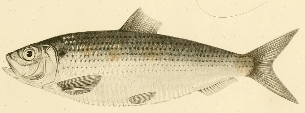An illustration from Natural history of New York, 1842, leaf 87