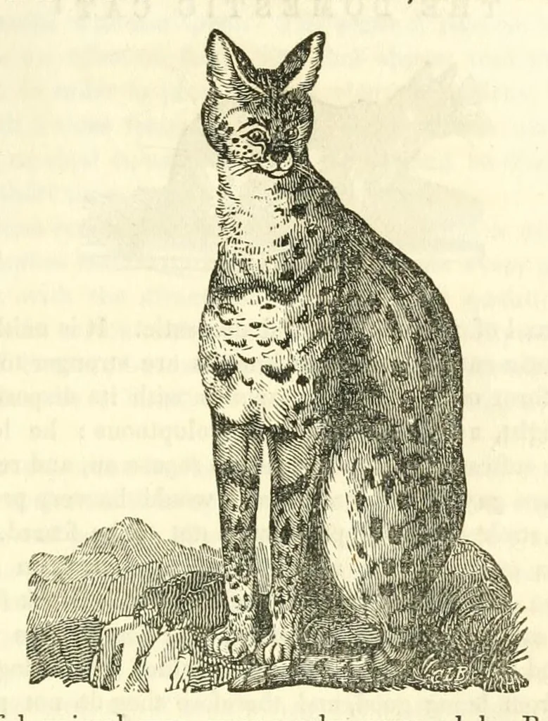 An illustration from The naturalist's library : containing scientific and popular descriptions of man, quadrupeds, birds, fishes, reptiles and insects, 1854, leaf 207