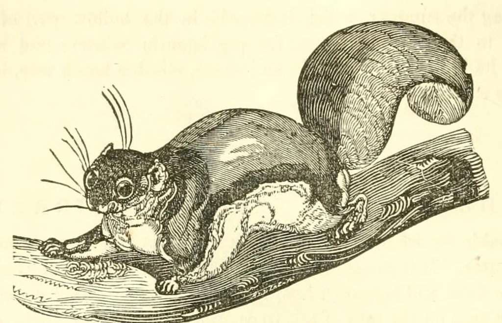 An illustration from The naturalist's library : containing scientific and popular descriptions of man, quadrupeds, birds, fishes, reptiles and insects, 1854, leaf 258