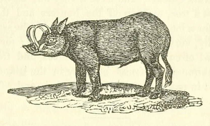 An illustration from The naturalist's library : containing scientific and popular descriptions of man, quadrupeds, birds, fishes, reptiles and insects, 1854, leaf 307