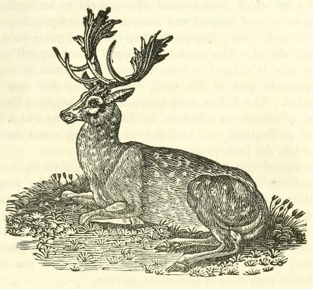 An illustration from The naturalist's library : containing scientific and popular descriptions of man, quadrupeds, birds, fishes, reptiles and insects, 1854, leaf 349